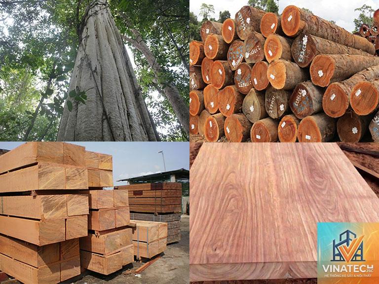 gỗ gõ đỏ là gì - Hình 4