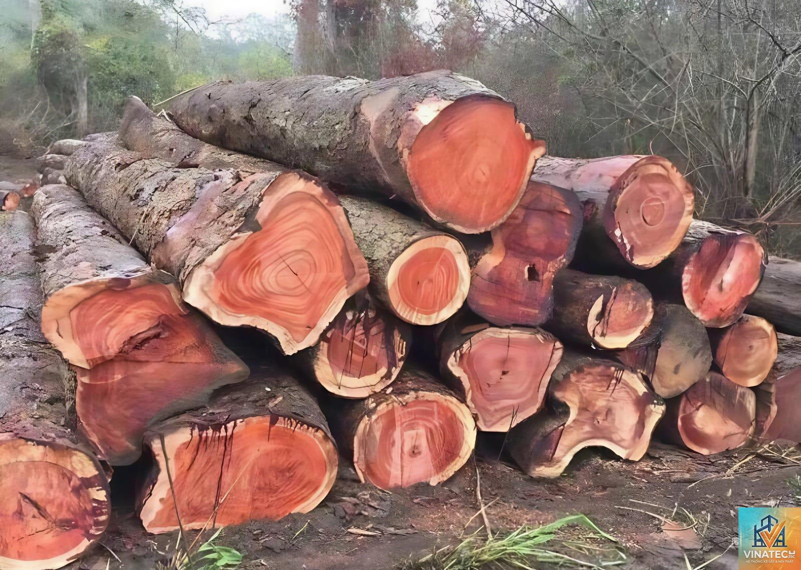 gỗ gõ đỏ là gì - Hình 5
