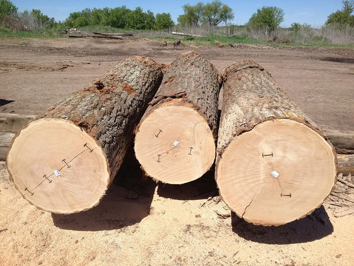 gỗ maple - Hình 2