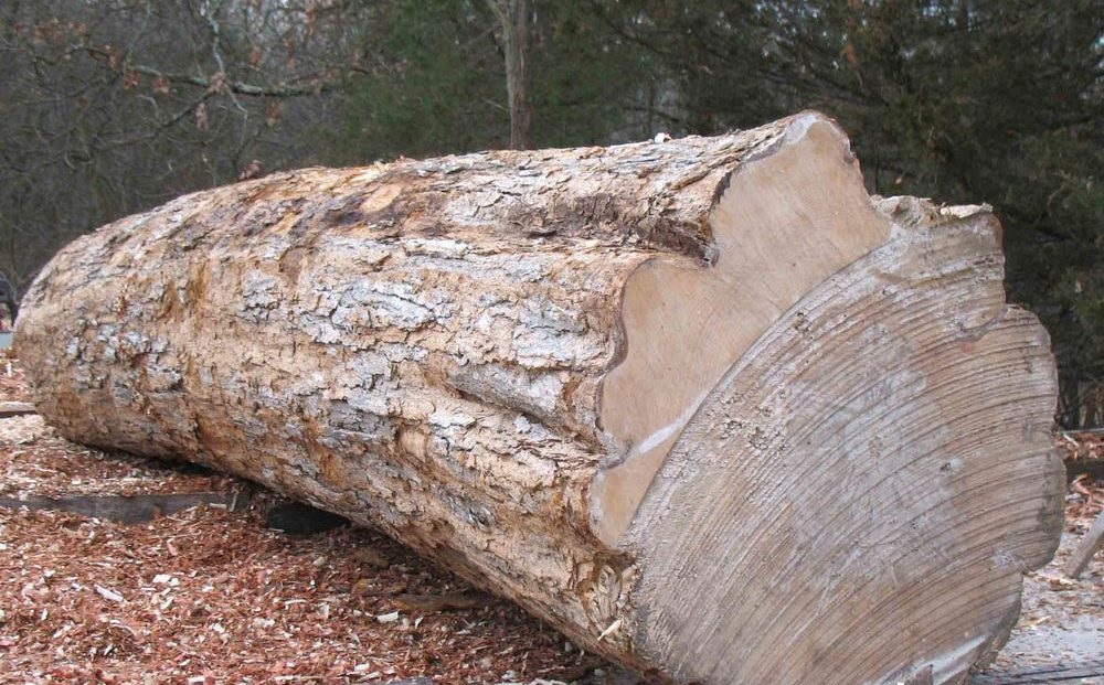 gỗ maple - Hình 4