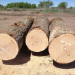 gỗ maple là gì