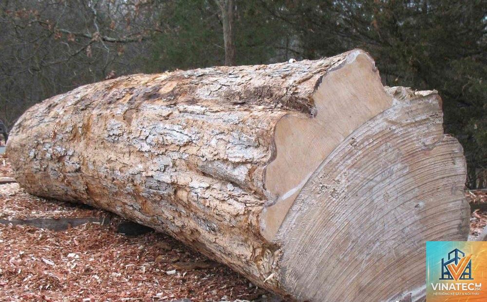 gỗ maple là gì - Hình 3