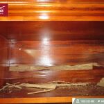 Gỗ MDF có bị mối mọt không? Sự thật và cách bảo vệ nội thất của bạn gỗ mdf có bị mối mọt không