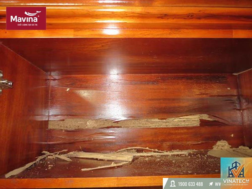 gỗ mdf có bị mối mọt không