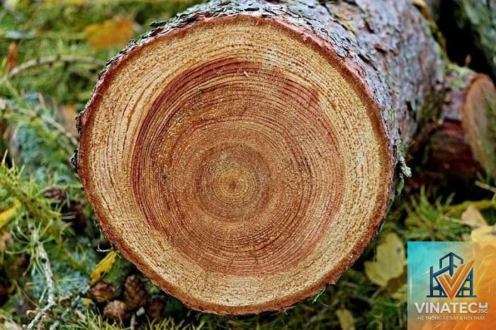 gỗ nào bền nhất hiện nay