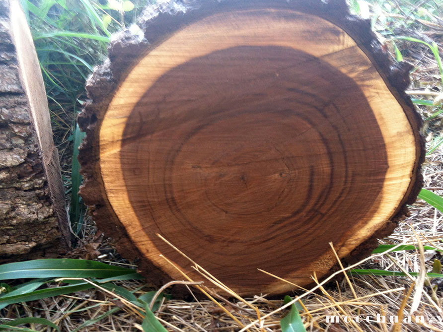 gỗ óc chó là gì - Hình 2