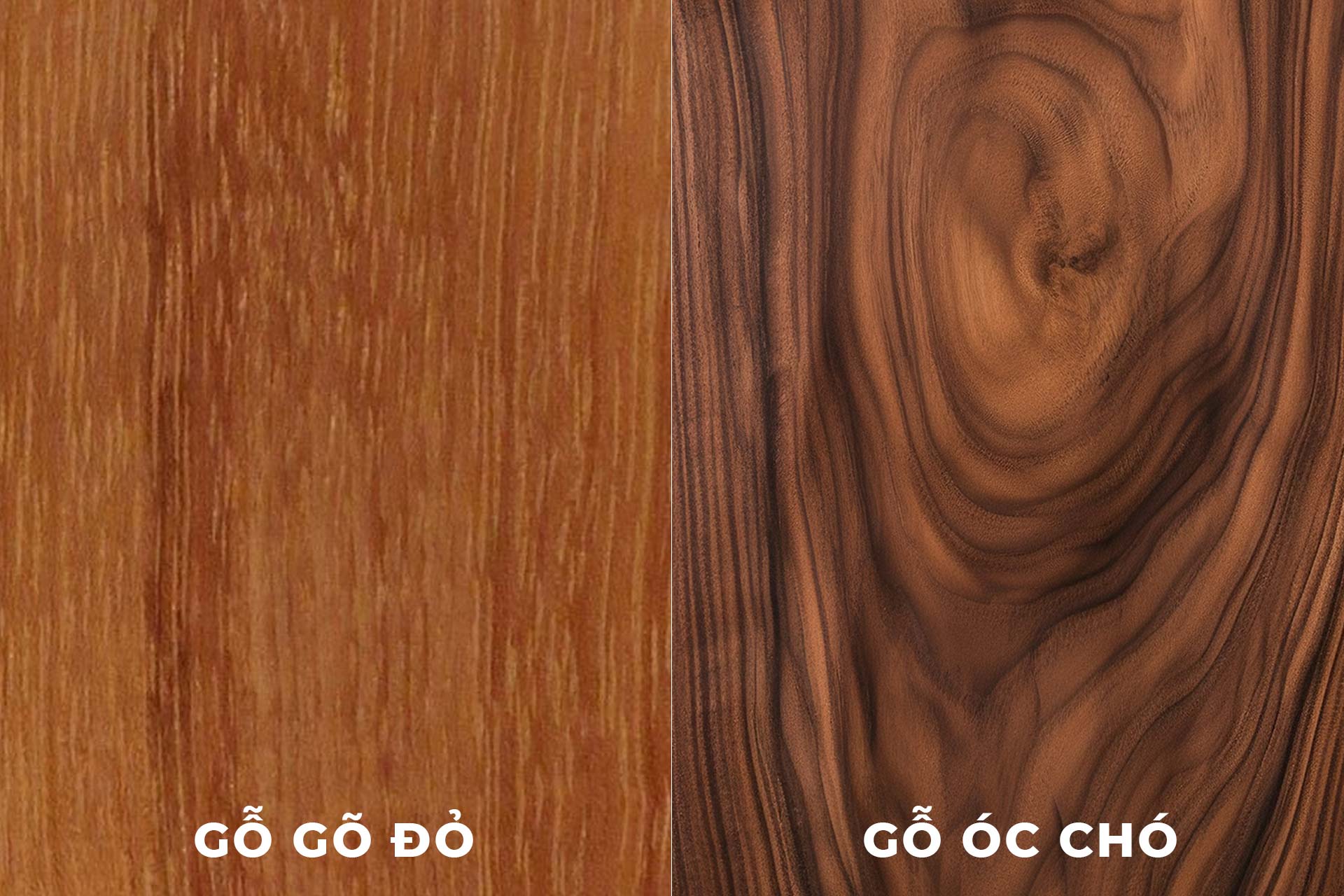gỗ óc chó và gỗ gõ đỏ - Hình 1
