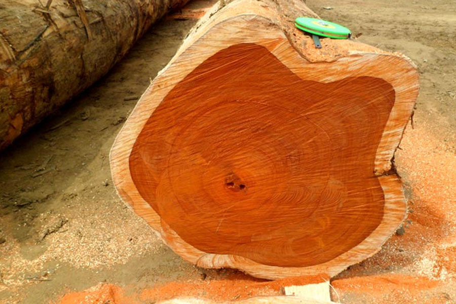 gỗ teak - Hình 2