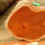 gỗ teak là gì