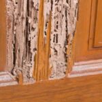 gỗ tự nhiên có bị mối mọt không