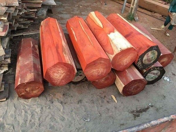 gỗ tự nhiên có bị mối mọt không - Hình 3