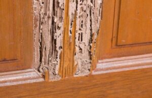 gỗ tự nhiên có bị mối mọt không