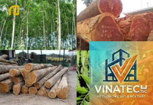 gỗ xoan đào có tốt không