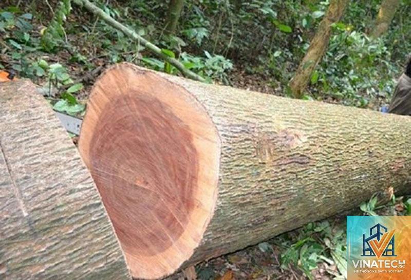 gỗ xoan đào có tốt không - Hình 4