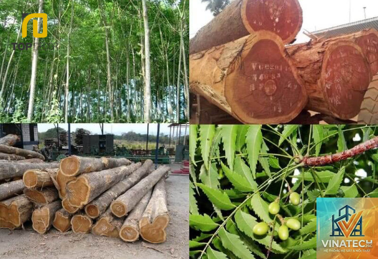 gỗ xoan đào có tốt không