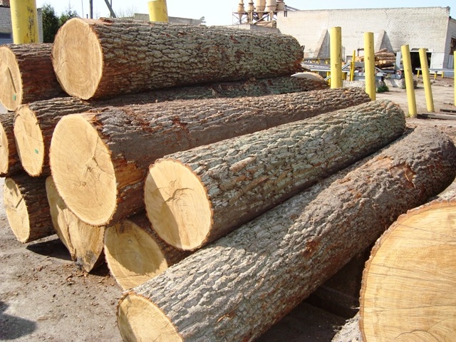 nhược điểm gỗ tự nhiên - Hình 5