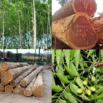 nhược điểm gỗ xoan đào