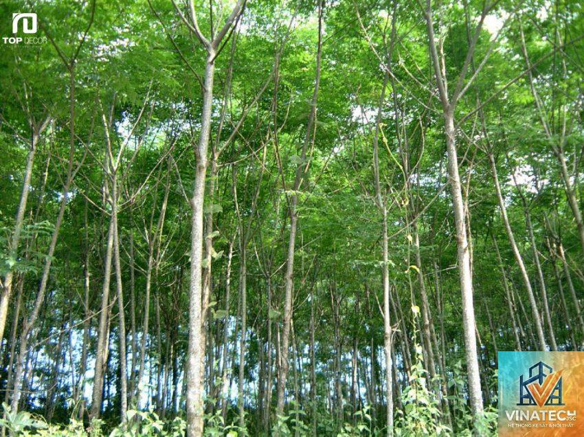 nhược điểm gỗ xoan đào - Hình 2