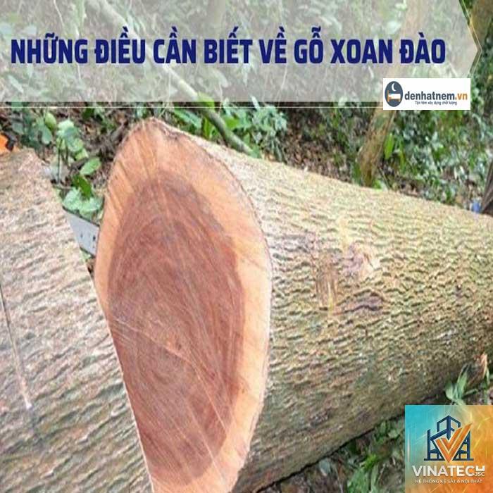 ưu điểm gỗ xoan đào - Hình 2