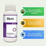 blum là gì