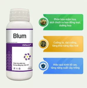 blum là gì