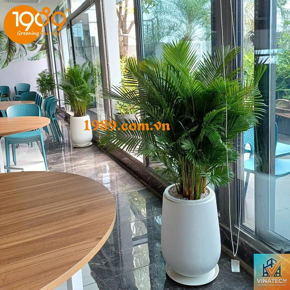 cẩm nang chăm sóc cây nội thất - Image 2