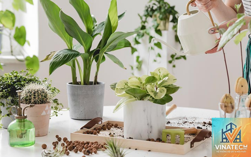 cẩm nang chăm sóc cây nội thất - Image 4