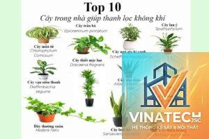 cẩm nang lựa chọn cây xanh trong nhà