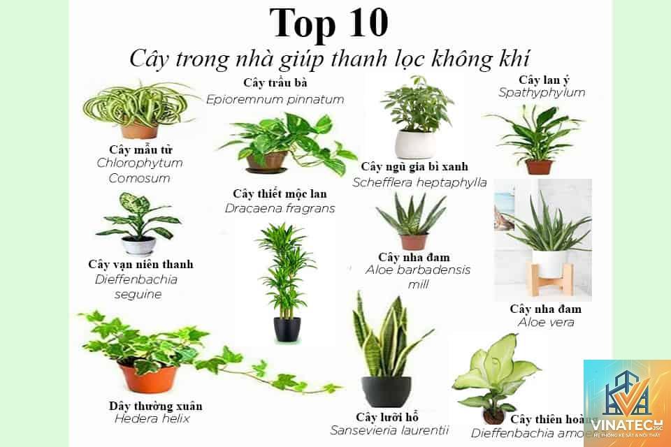 cẩm nang lựa chọn cây xanh trong nhà