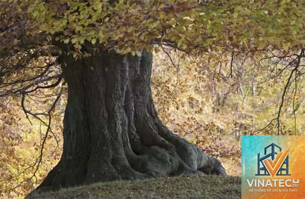 gỗ beech là gì - Hình 3