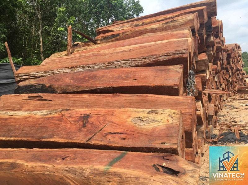 gỗ căm xe là gì - Hình 5