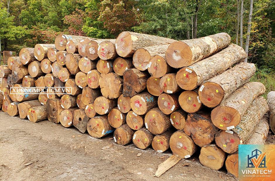 gỗ sồi vs gỗ maple - Image 3