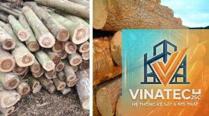 gỗ thông vs gỗ keo