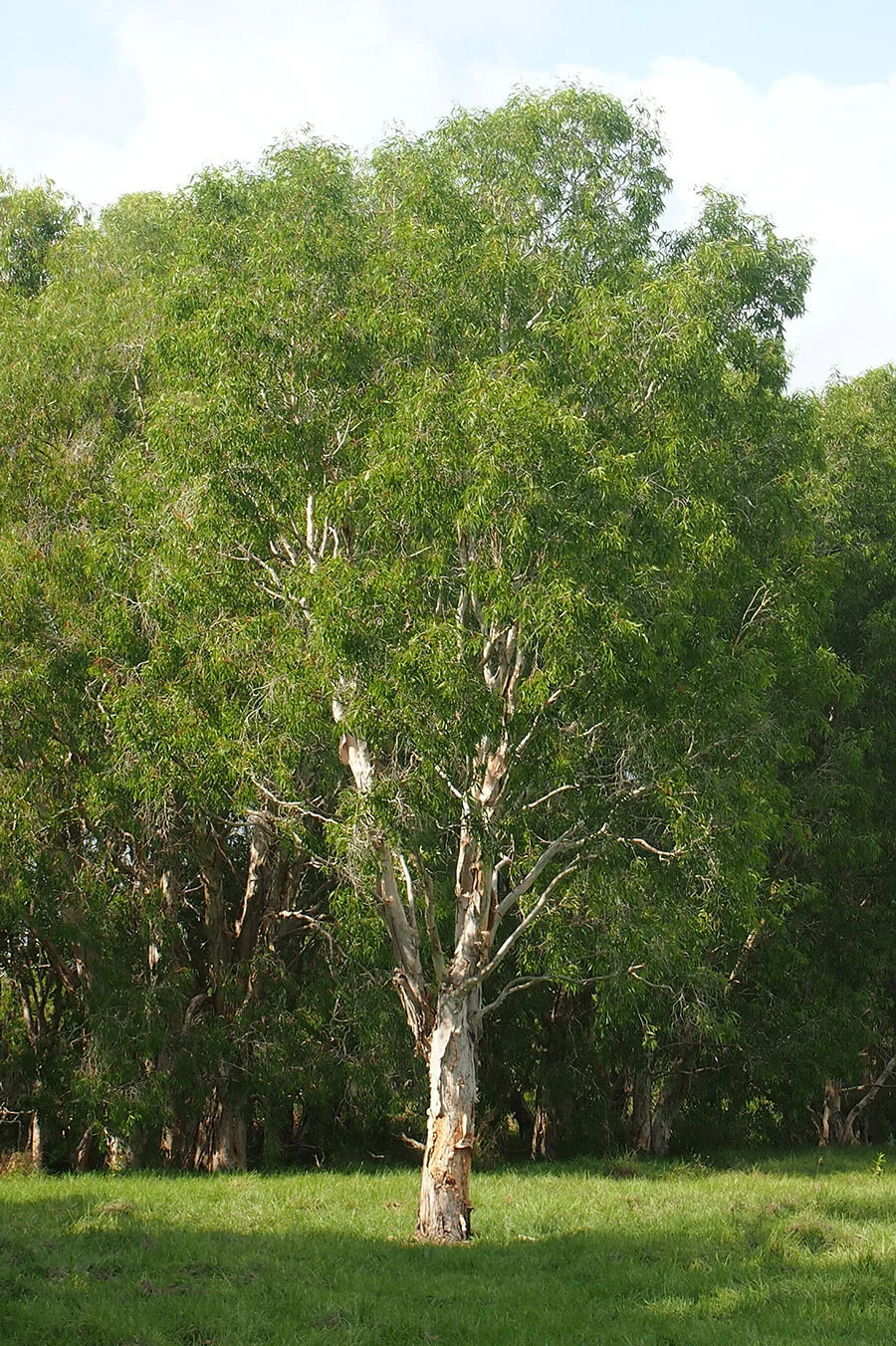gỗ tràm là gì - Hình 2