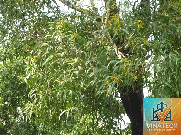 gỗ tràm là gì - Hình 3