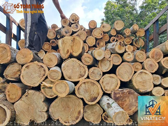gỗ tràm là gì