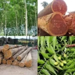 Gỗ xoan đào là gì? Tất tần tật từ đặc điểm, phân loại đến ứng dụng thực tế gỗ xoan đào là gì