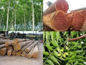 gỗ xoan đào là gì