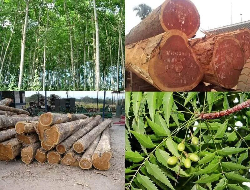 gỗ xoan đào là gì