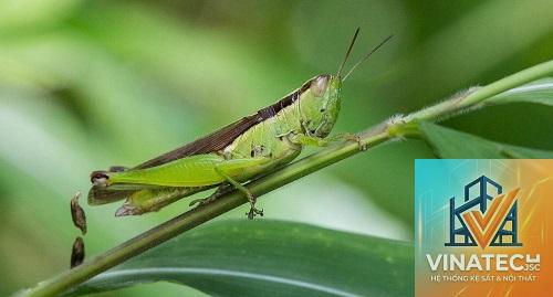 grasshopper là gì - Hình 1