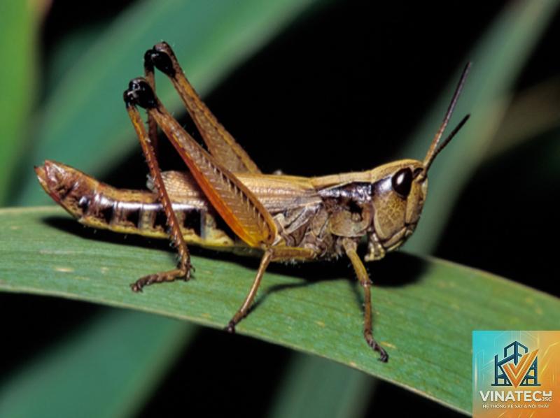 grasshopper là gì - Hình 2