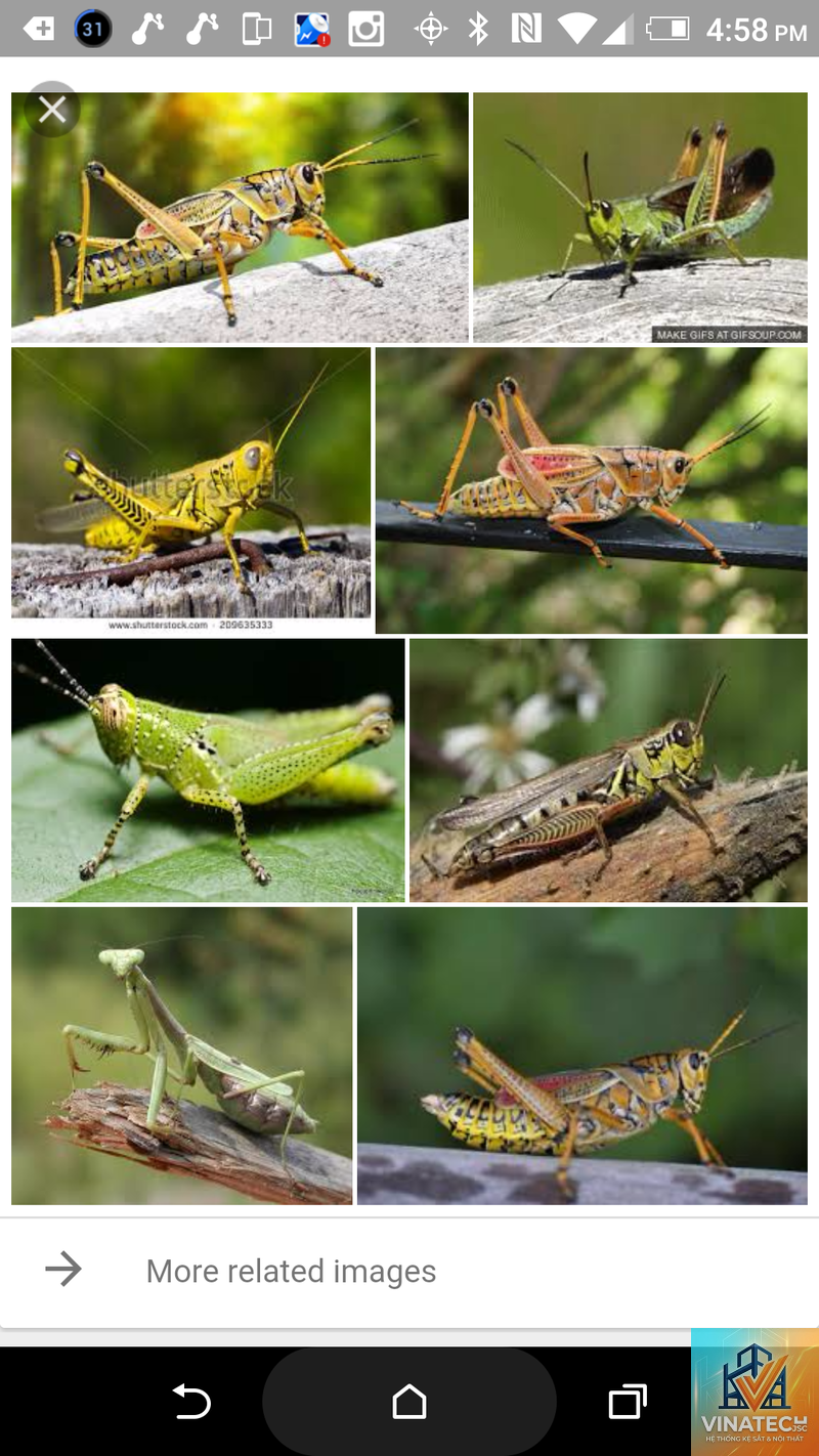grasshopper là gì - Hình 3