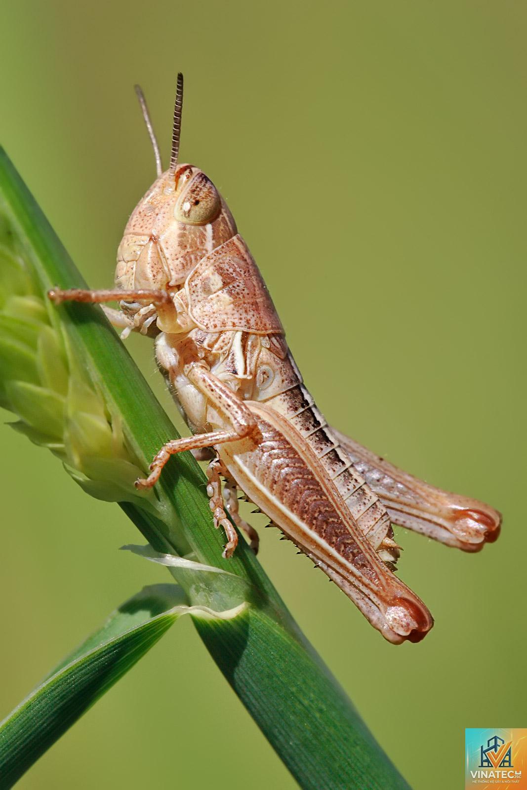 grasshopper là gì - Hình 4