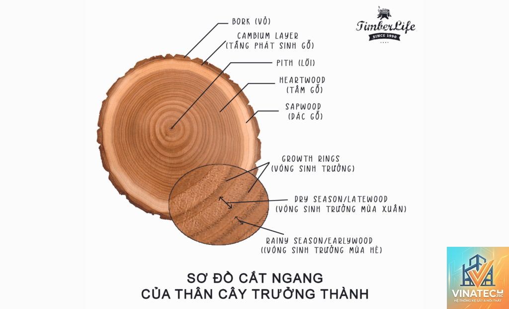 heartwood là gì