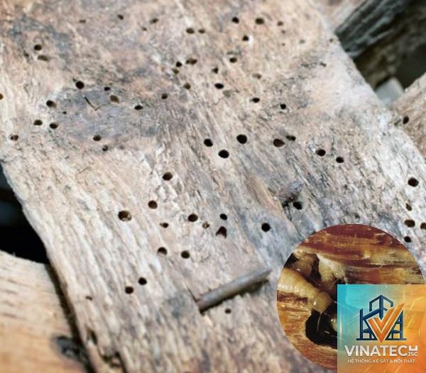 mối mọt gỗ là gì - Hình 4