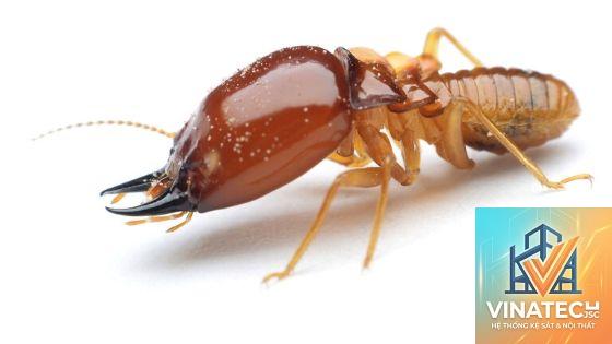 mối mọt gỗ là gì