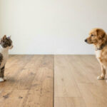 Sàn Gỗ Công Nghiệp Cho Nhà Có Thú Cưng: Pet vs Laminate – Lựa Chọn Nào Bền Bỉ Hơn? pet vs laminate