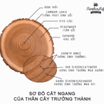 Sapwood là gì? Tìm hiểu toàn diện về giác gỗ và ứng dụng thực tế sapwood là gì