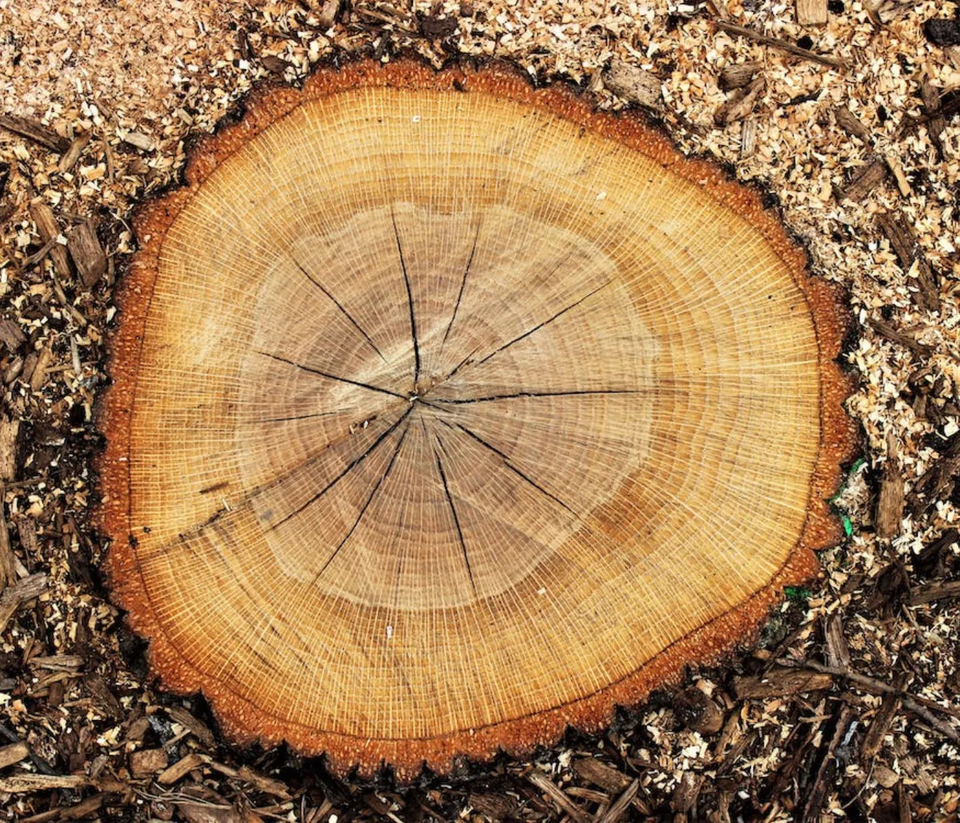 sapwood là gì - Hình 3