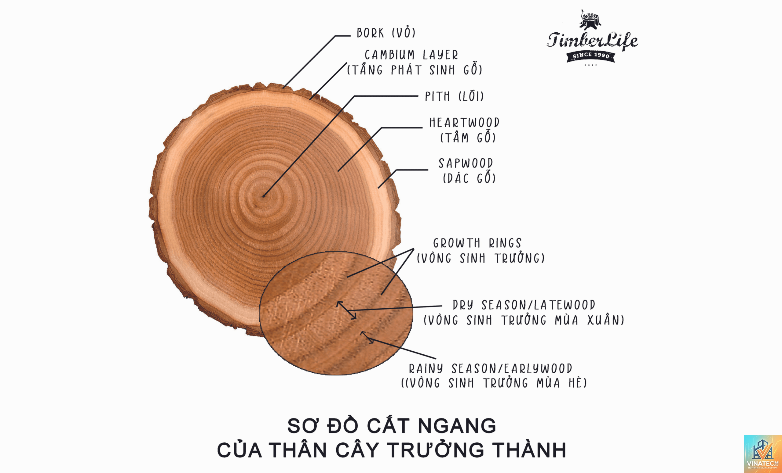sapwood là gì - Hình 1